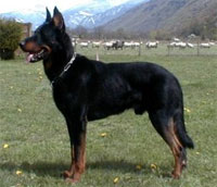 a well breed Beauceron dog